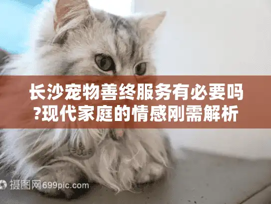 长沙宠物善终服务有必要吗?现代家庭的情感刚需解析