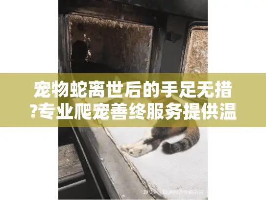 宠物蛇离世后的手足无措?专业爬宠善终服务提供温暖告别方案