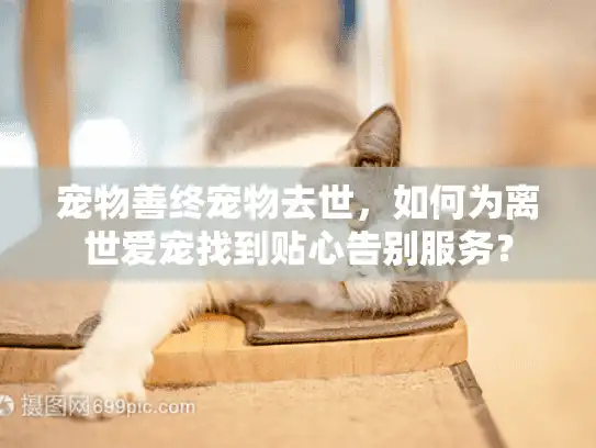 宠物善终宠物去世，如何为离世爱宠找到贴心告别服务？