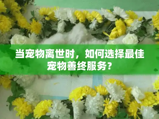 当宠物离世时，如何选择最佳宠物善终服务？