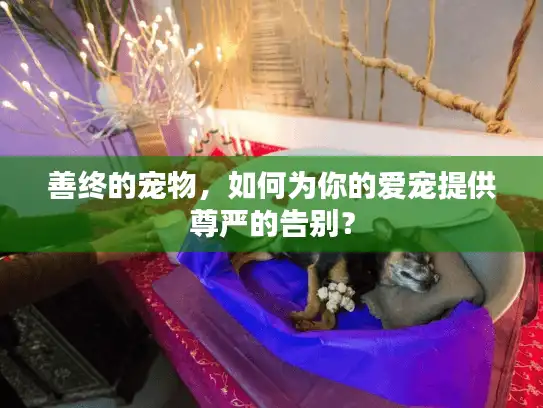 善终的宠物，如何为你的爱宠提供尊严的告别？