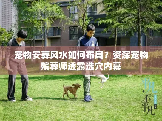 宠物安葬风水如何布局？资深宠物殡葬师透露选穴内幕
