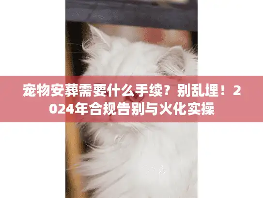宠物安葬需要什么手续？别乱埋！2024年合规告别与火化实操