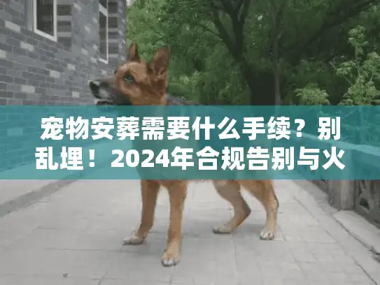 宠物安葬需要什么手续？别乱埋！2024年合规告别与火化实操