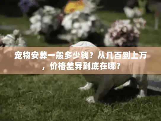 宠物安葬一般多少钱？从几百到上万，价格差异到底在哪？