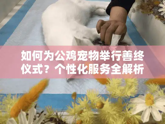 如何为公鸡宠物举行善终仪式？个性化服务全解析