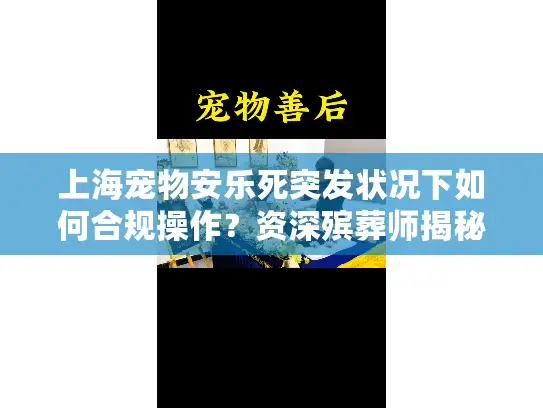 上海宠物安乐死突发状况下如何合规操作？资深殡葬师揭秘紧急善后