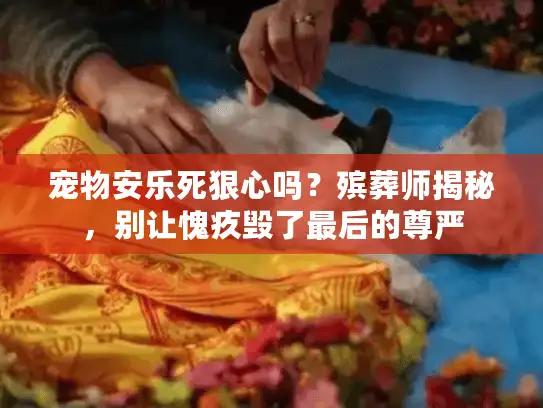 宠物安乐死狠心吗？殡葬师揭秘，别让愧疚毁了最后的尊严