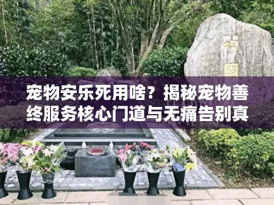 宠物安乐死用啥？揭秘宠物善终服务核心门道与无痛告别真相