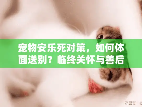 宠物安乐死对策，如何体面送别？临终关怀与善后全解