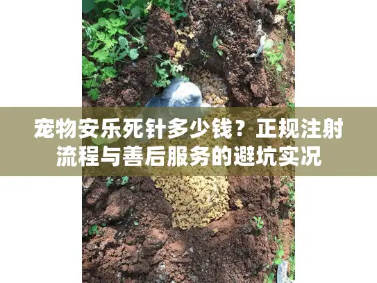 宠物安乐死针多少钱？正规注射流程与善后服务的避坑实况