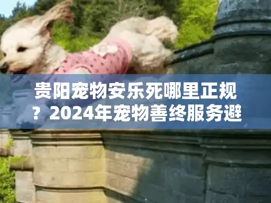 贵阳宠物安乐死哪里正规？2024年宠物善终服务避坑实录与价格解析