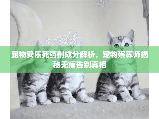 宠物安乐死药剂成分解析，宠物殡葬师揭秘无痛告别真相