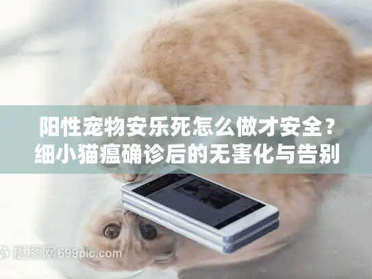 阳性宠物安乐死怎么做才安全？细小猫瘟确诊后的无害化与告别