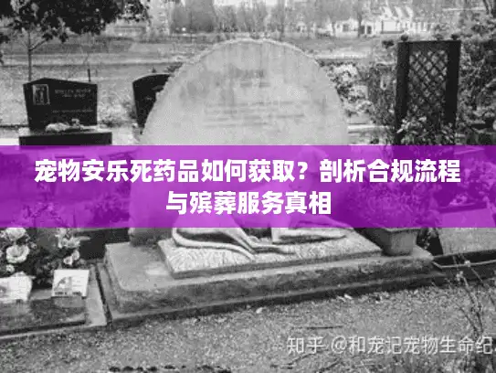 宠物安乐死药品如何获取？剖析合规流程与殡葬服务真相