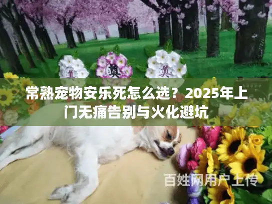 常熟宠物安乐死怎么选？2025年上门无痛告别与火化避坑