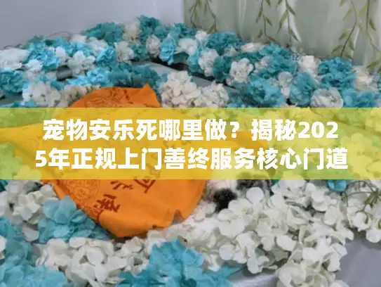 宠物安乐死哪里做？揭秘2025年正规上门善终服务核心门道