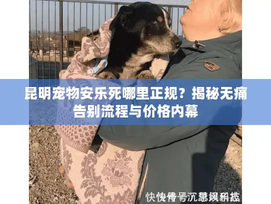 昆明宠物安乐死哪里正规？揭秘无痛告别流程与价格内幕