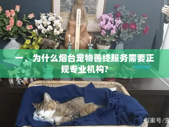 一、为什么烟台宠物善终服务需要正规专业机构?