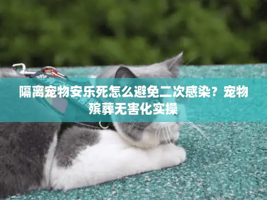 隔离宠物安乐死怎么避免二次感染？宠物殡葬无害化实操