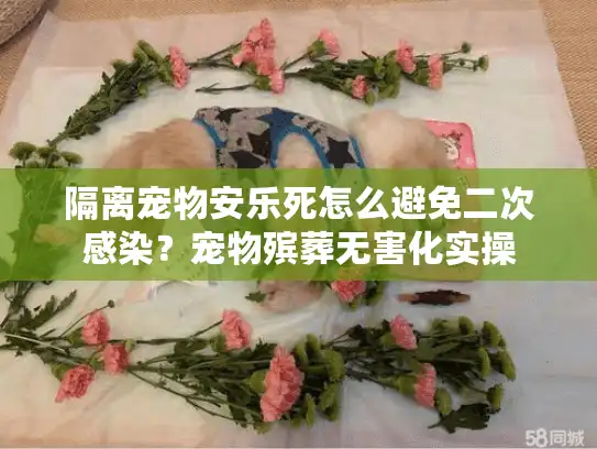 隔离宠物安乐死怎么避免二次感染？宠物殡葬无害化实操