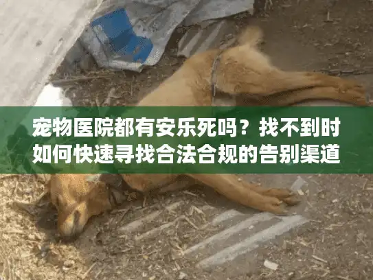 宠物医院都有安乐死吗？找不到时如何快速寻找合法合规的告别渠道