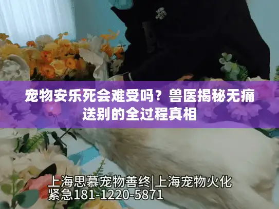 宠物安乐死会难受吗？兽医揭秘无痛送别的全过程真相