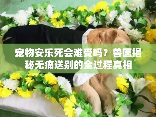 宠物安乐死会难受吗？兽医揭秘无痛送别的全过程真相