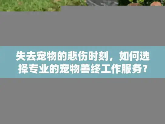 失去宠物的悲伤时刻，如何选择专业的宠物善终工作服务？