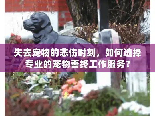 失去宠物的悲伤时刻，如何选择专业的宠物善终工作服务？