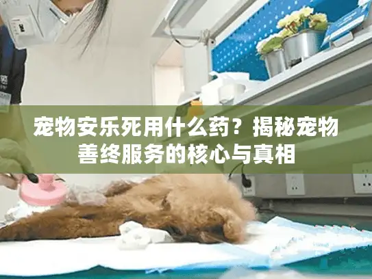 宠物安乐死用什么药？揭秘宠物善终服务的核心与真相
