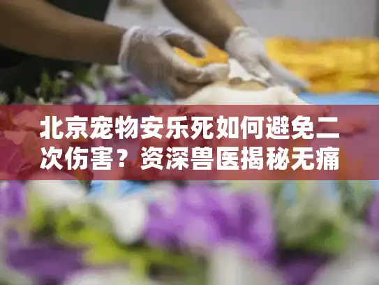 北京宠物安乐死如何避免二次伤害？资深兽医揭秘无痛告别全流程