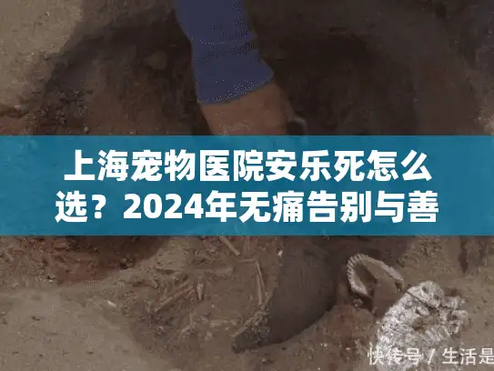 上海宠物医院安乐死怎么选？2024年无痛告别与善后避坑实录