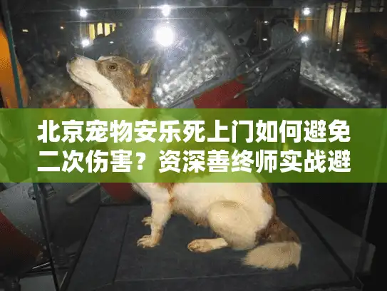 北京宠物安乐死上门如何避免二次伤害？资深善终师实战避坑