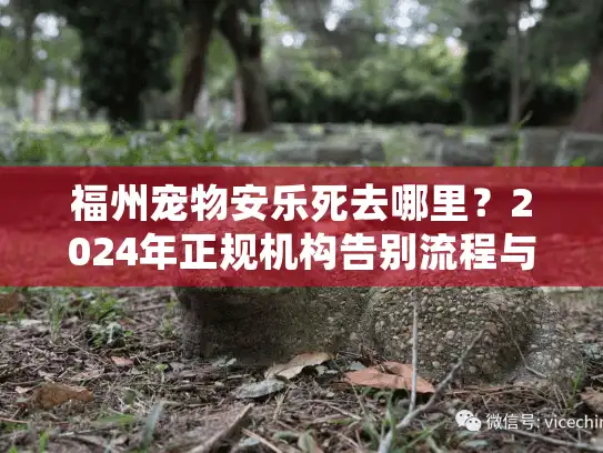 福州宠物安乐死去哪里？2024年正规机构告别流程与避坑建议