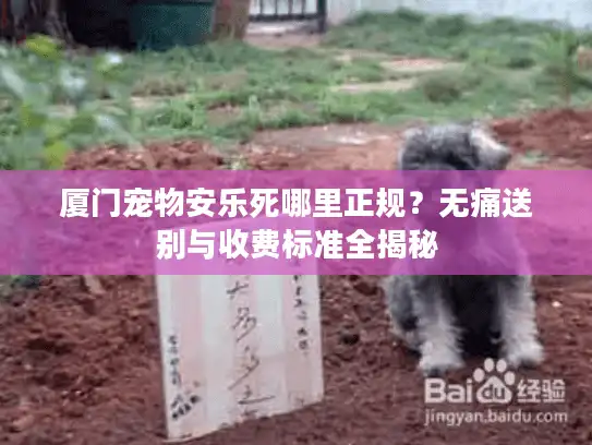 厦门宠物安乐死哪里正规？无痛送别与收费标准全揭秘