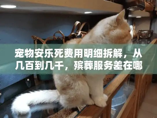 宠物安乐死费用明细拆解，从几百到几千，殡葬服务差在哪？