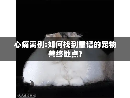 心痛离别:如何找到靠谱的宠物善终地点?