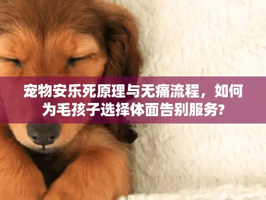 宠物安乐死原理与无痛流程，如何为毛孩子选择体面告别服务?
