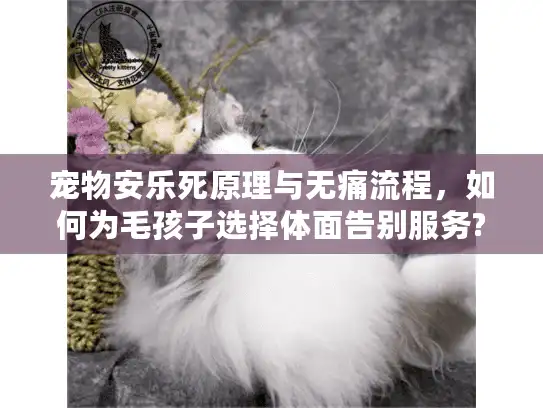 宠物安乐死原理与无痛流程，如何为毛孩子选择体面告别服务?