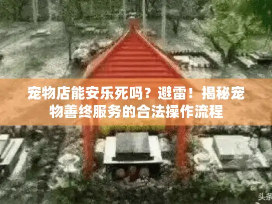 宠物店能安乐死吗？避雷！揭秘宠物善终服务的合法操作流程