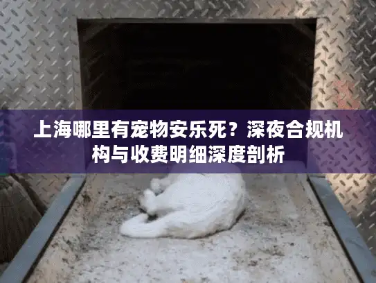 上海哪里有宠物安乐死？深夜合规机构与收费明细深度剖析