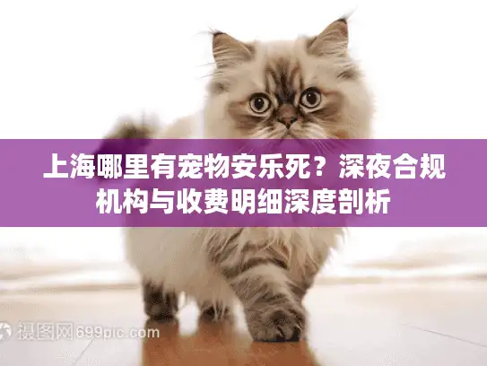 上海哪里有宠物安乐死？深夜合规机构与收费明细深度剖析