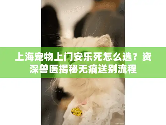 上海宠物上门安乐死怎么选？资深兽医揭秘无痛送别流程