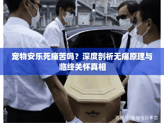 宠物安乐死痛苦吗？深度剖析无痛原理与临终关怀真相