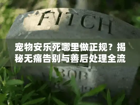 宠物安乐死哪里做正规？揭秘无痛告别与善后处理全流程