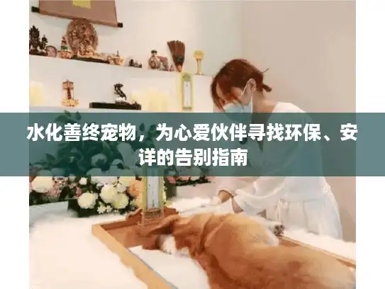 水化善终宠物，为心爱伙伴寻找环保、安详的告别指南