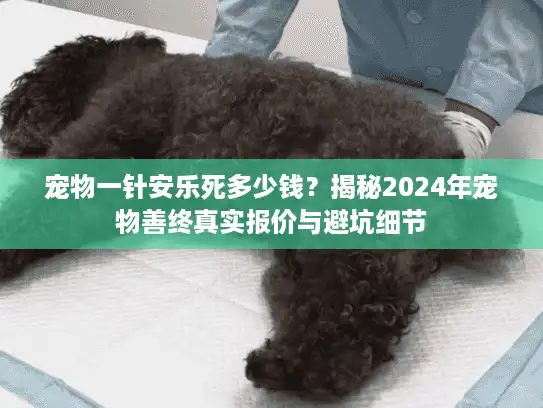 宠物一针安乐死多少钱？揭秘2024年宠物善终真实报价与避坑细节