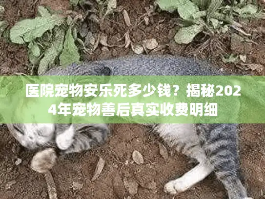 医院宠物安乐死多少钱？揭秘2024年宠物善后真实收费明细