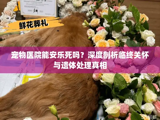 宠物医院能安乐死吗？深度剖析临终关怀与遗体处理真相